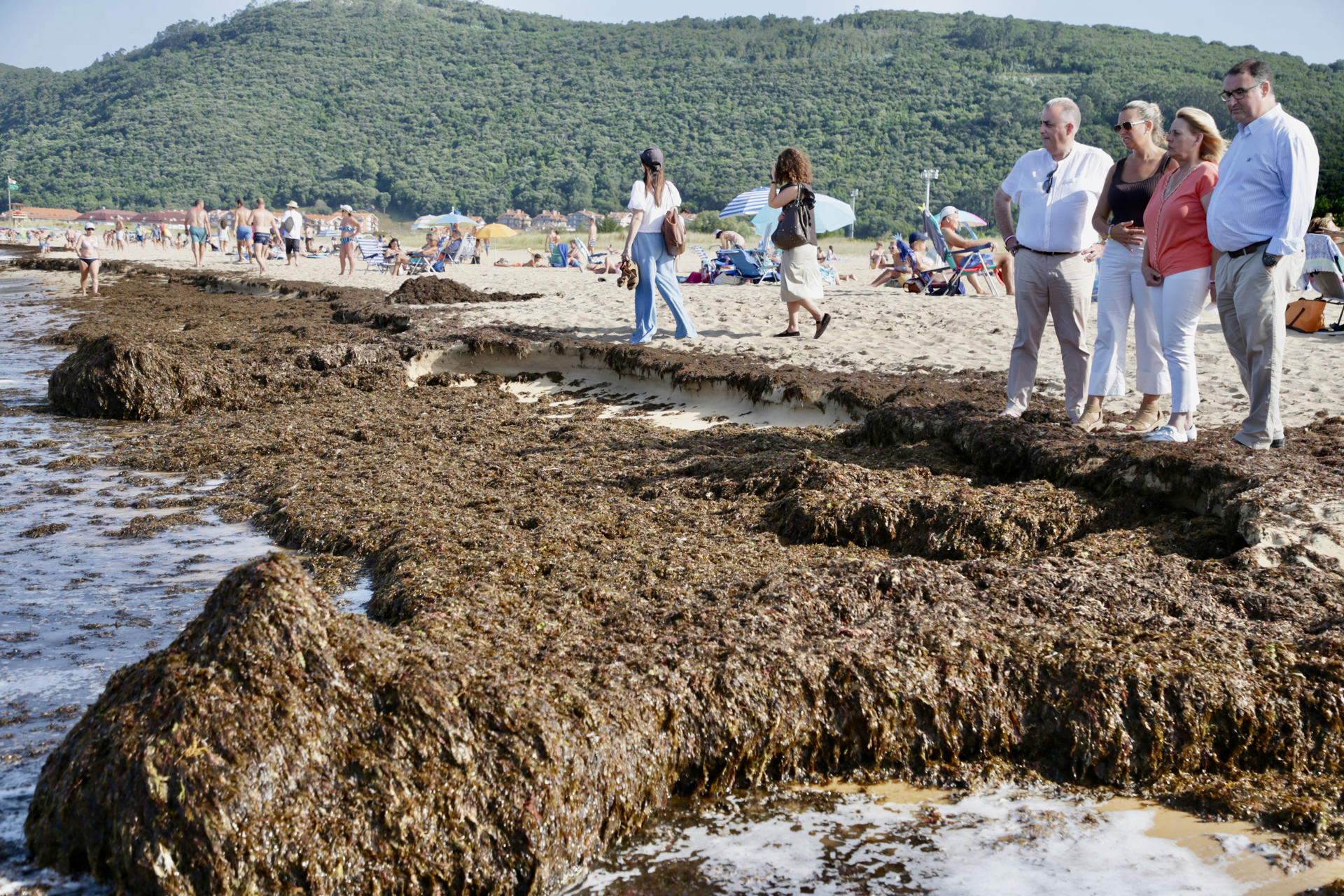 El Gobierno de Cantabria ha retirado 620 toneladas de algas asiáticas ('Rugulopteryx okamurae') de las playas de Noja (Cantabria) con un operativo de emergencia. EFE/Gobierno de Cantabria SOLO USO EDITORIAL/SOLO DISPONIBLE PARA ILUSTARR LA NOTICIA QUE ACOMPAÑA (CRÉDITO OBLIGATORIO)