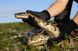 Fotografía de archivo del detalle da la mano de una persona mientras sostiene una pitón birmana, durante la competencia anual Florida Phyton Challenge, en los Everglades (FL, EE.UU.). EFE/Str