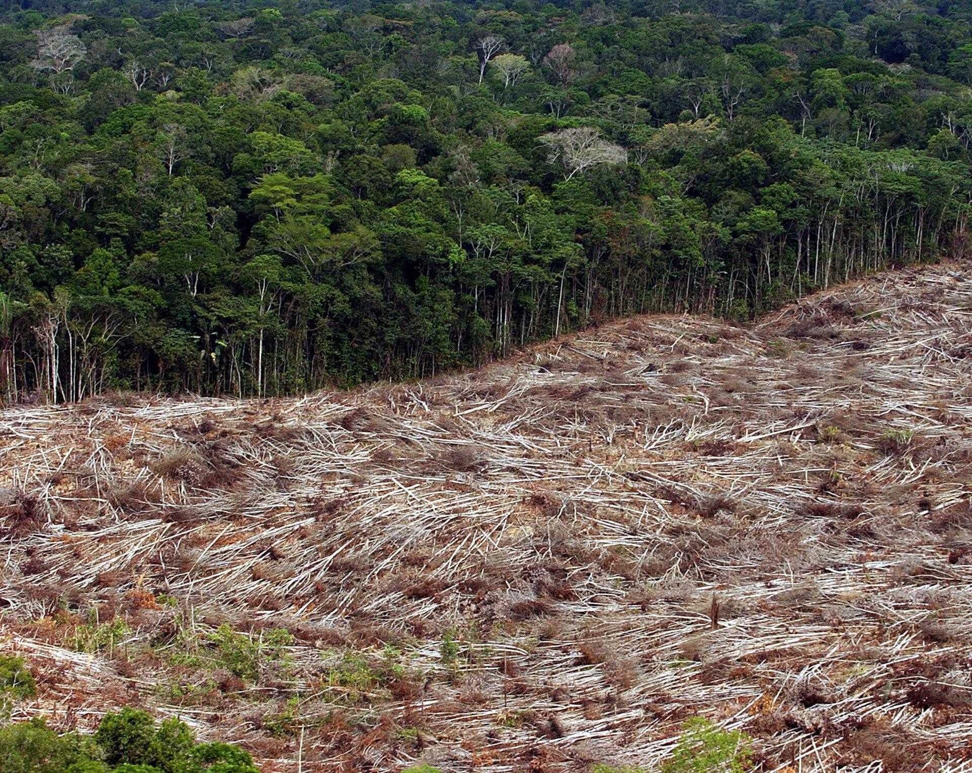 Fotografía de archivo del 28 de noviembre de 2003 de árboles talados en la selva amazónica (Brasil). EFE/ Marcelo Sayão / ARCHIVO