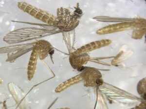 Imagen al microscopio de mosquitos capturados en agosto de 2024 en la provincia de Sevilla para determinar si están infectados del virus del Nilo. EFE/Fermín Cabanillas