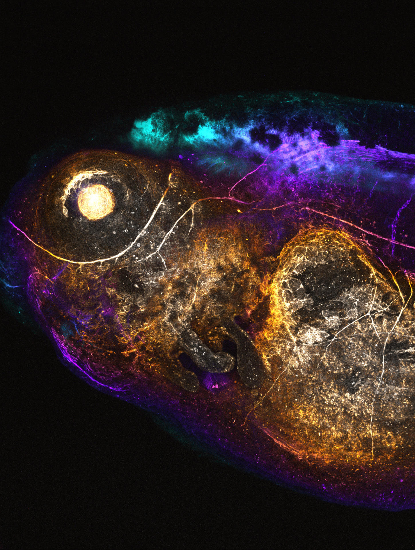 Molécula neural marcada con fluorescencia captada en un renacuajo vivo, con colores que representan la profundidad de la imagen. El cerebro y los nervios espinales aparecen cerca de la parte superior en colores que van del turquesa al púrpura, mientras que el recorrido de los nervios periféricos es visible en todo el renacuajo. Crédito: Taiyo Yamamoto, Universidad de Zúrich.