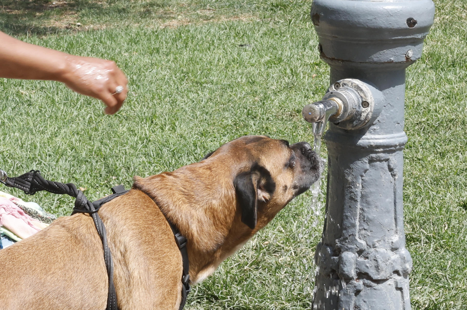 Un perro bebe agua de una fuente este domingo, en Madrid. EFE/ Gandul