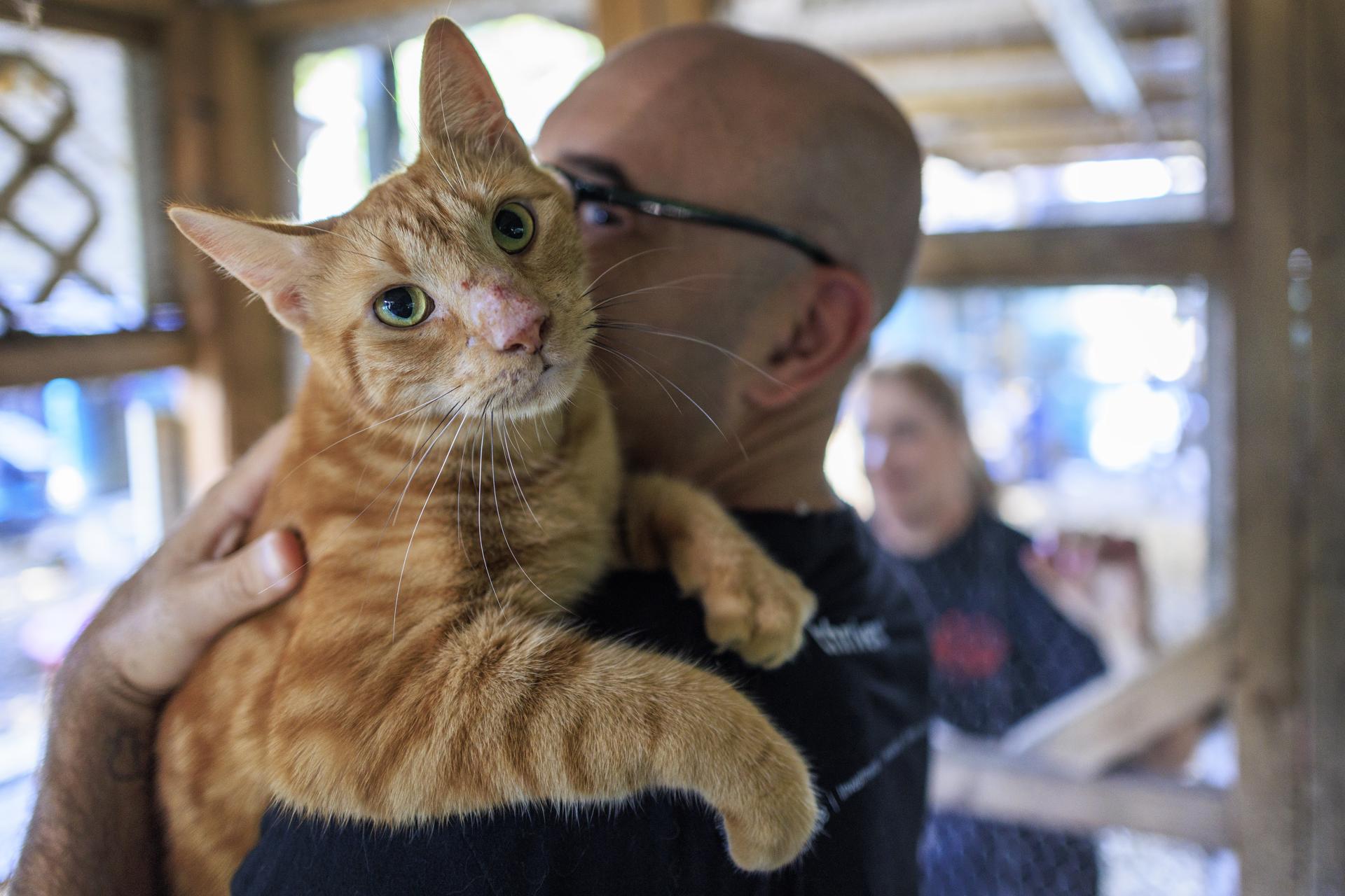 Un voluntario sostiene a un gato rescatado en la sede de Adopt and Save a Life Rescue Mission en Miami, Florida, Estados Unidos. EFE/CRISTOBAL HERRERA-ULASHKEVICH
