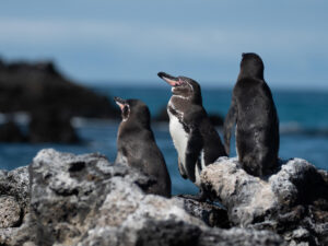 Fotografía sin fecha cedida por la Fundación Jocotoco donde aparecen pingüinos en las Islas Galápagos (Ecuador). EFE/ Fundación Jocotoco