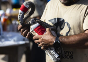 Un pollo de flamenco tras recibir curas durante la jornada de anillamientos de pollos de flamencos en la reserva natural de la Laguna de Fuente de Piedra, donde han participado 400 voluntarios y han anillado a unos 600 pollos en Fuente de Piedra, este sábado. EFE/Jorge Zapata
