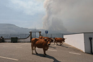 Imagen del pasado julio del incendio que afectó a los alrededores de la localidad portuguesa de Arouca. EFE/ Carlos Garcia