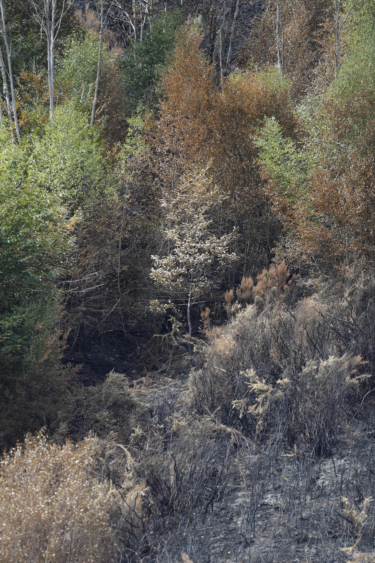Galicia afronta su cuarta jornada consecutiva sin incendios activos de más de 20 hectáreas y solo están pendientes de extinción los tres megaincendios que han... En la imagen monte calcinado en Aguiar, próximo a San Pedro de Río, en A Fonsagrada, Lugo. EFE/Eliseo Trigo