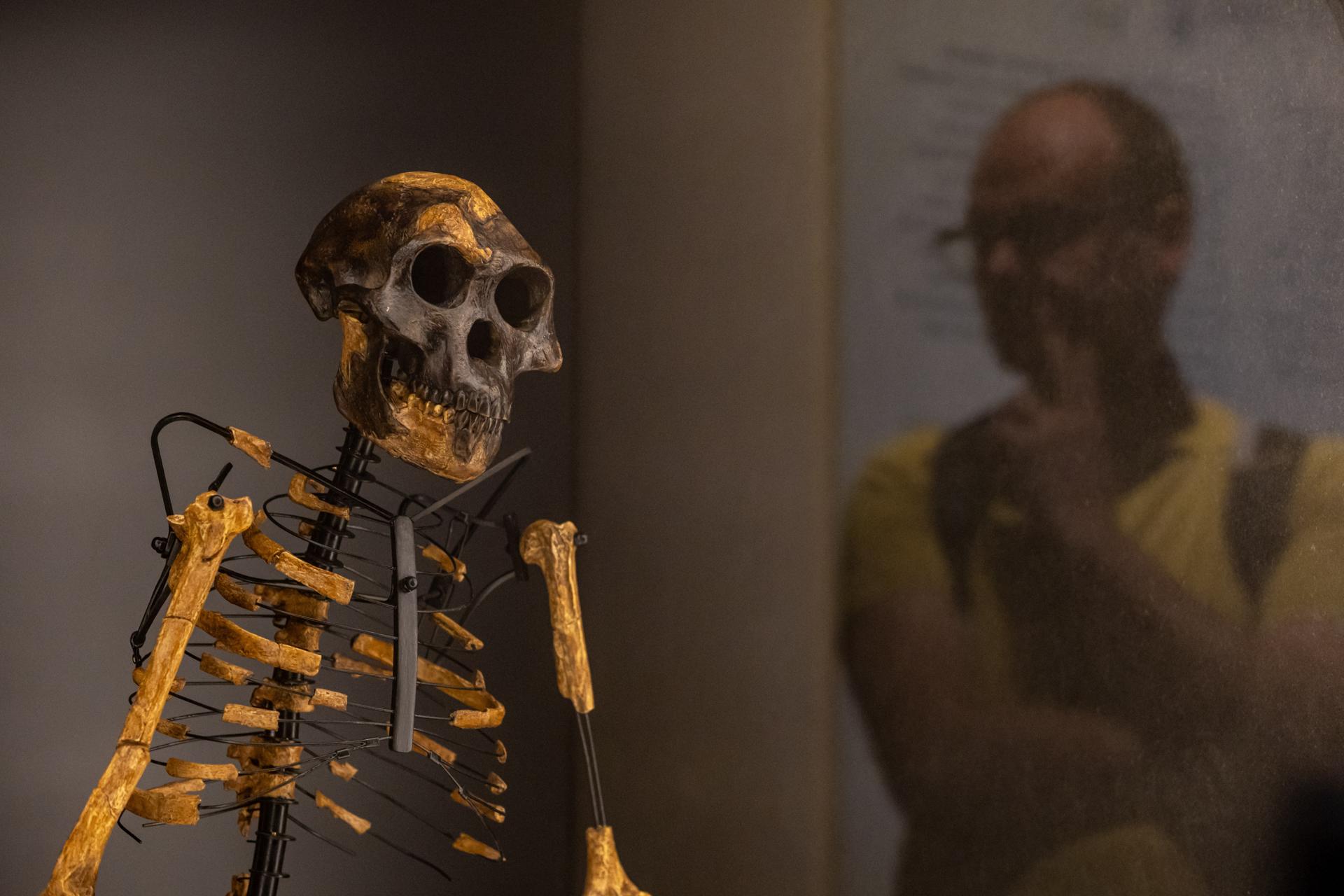 Un modelo realista en 3D del fósil humano de 3.3 millones de años 'Selam' exhibido durante la apertura de la exposición titulada 'Personas y sus antepasados', que presenta fósiles originales de 'Lucy' y 'Selam', en el Museo Nacional de Praga, República Checa, 25 de agosto de 2025. El Museo Nacional Checo en Praga acoge la primera exposición europea de 'Lucy' y 'Selam', dos de los fósiles más icónicos de Australopithecus afarensis. Lucy, un esqueleto parcial de una mujer adulta que vivió hace unos 3.2 millones de años, fue descubierto en 1974 en Hadar, Etiopía, por un equipo liderado por el paleoantropólogo Donald Johanson. Selam, el esqueleto notablemente completo de una niña de tres años que vivió hace unos 3.3 millones de años, fue desenterrado en 2000 en Dikika, Etiopía. Lucy había sido exhibida fuera de Etiopía solo en los Estados Unidos, mientras que Selam nunca había sido mostrada en el extranjero. Ninguno de los fósiles está expuesto permanentemente en el Museo Nacional de Etiopía en Addis Abeba. La exposición tendrá lugar del 25 de agosto al 23 de octubre de 2025. (República Checa, Etiopía, Estados Unidos, Praga) EFE/EPA/MARTIN DIVISEK