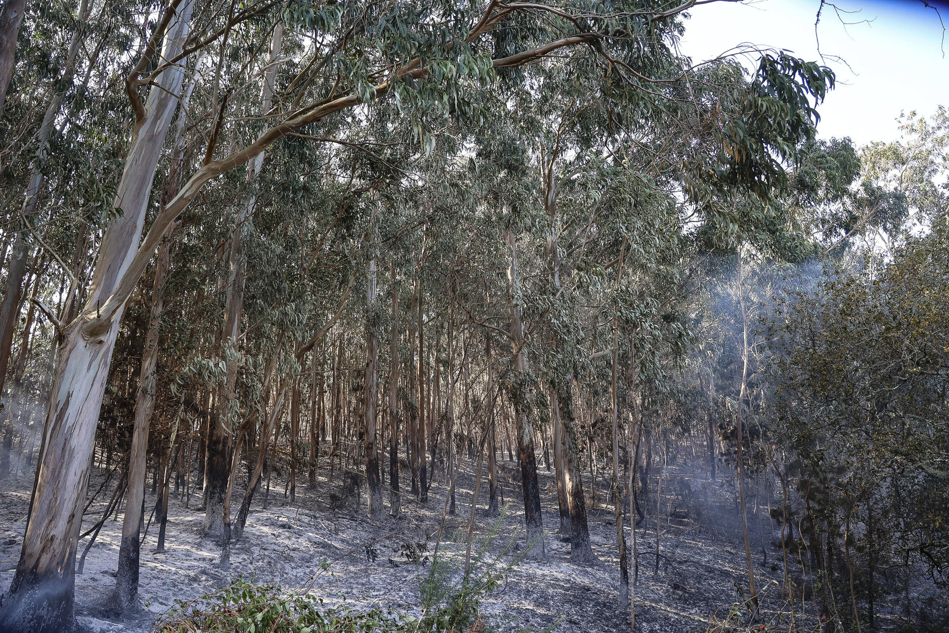 Monte calcinado por el incendio forestal en Corme aldea, en el ayuntamiento de Ponteceso este miércoles. La Xunta pidió la intervención de la Unidad Militar de Emergencias (UME), que también participa en las labores de extinción en Corme Aldea. En esta parroquia de Ponteceso, donde el fuego se inició sobre las 14:12 horas del martes y afecta a unas 60 hectáreas, también se ha decretado la Situación 2 y se procedió a la evacuación de algunos vecinos.-EFE/ Moncho Fuentes