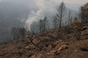 Terreno arrasado por un incendio en la aldea de Monteseiro, perteneciente al municipio lucense de Fonsagrada, este miércoles. EFE/ Eliseo Trigo
