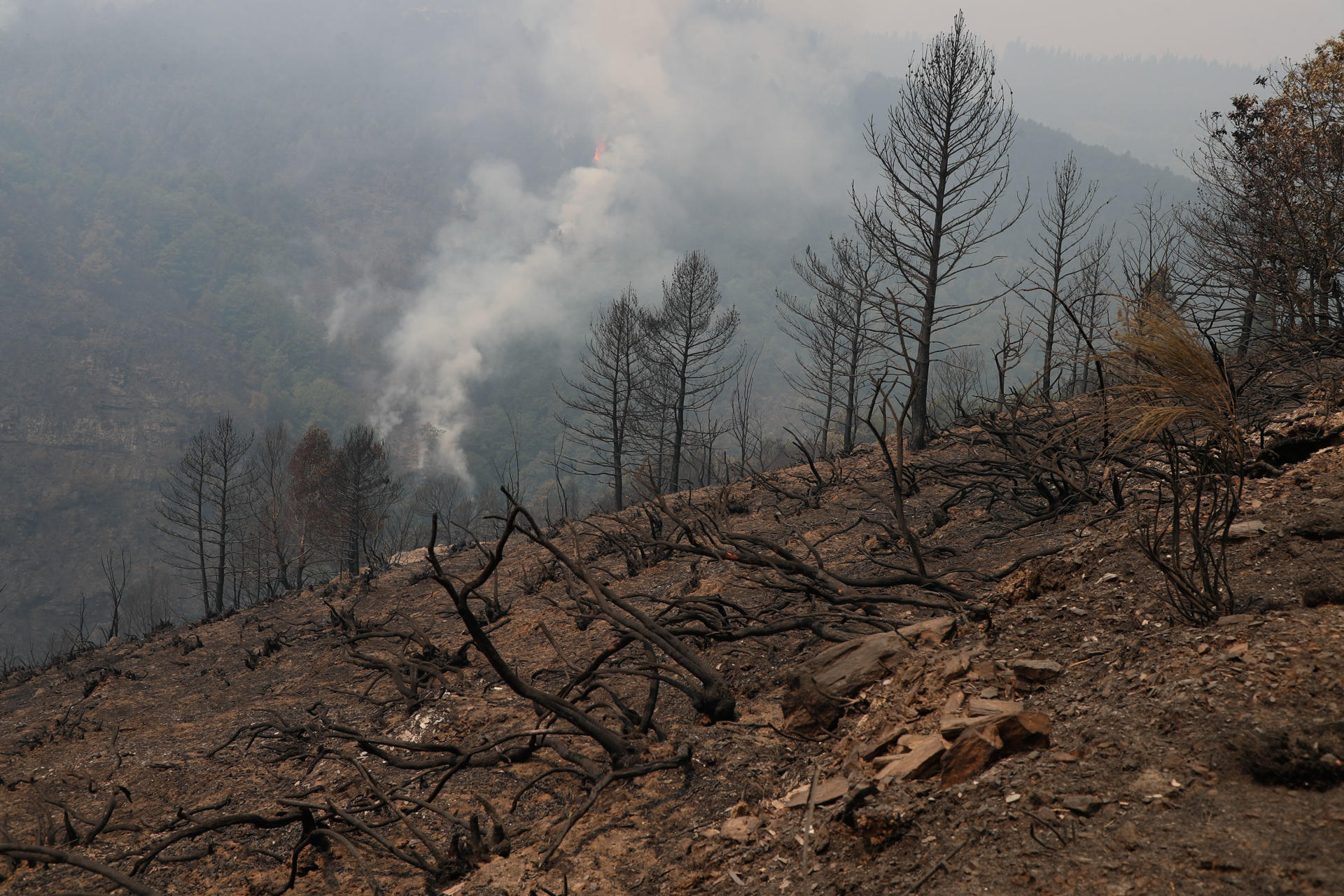 Terreno arrasado por un incendio en la aldea de Monteseiro, perteneciente al municipio lucense de Fonsagrada, este miércoles. EFE/ Eliseo Trigo