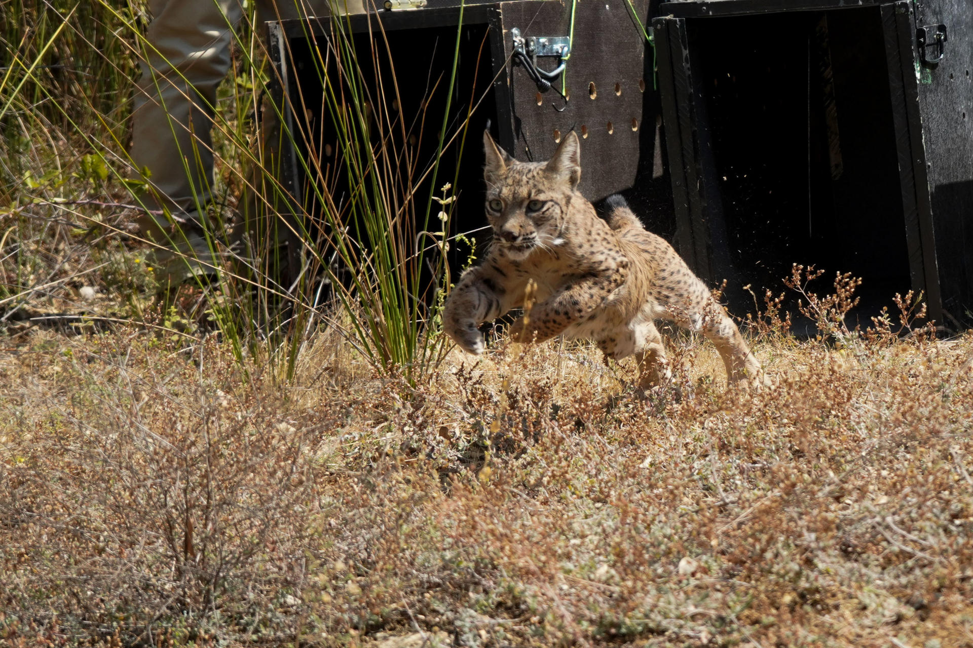 El Parque Nacional de Monfragüe, en la provincia de Cáceres, cuenta desde este miércoles con cinco nuevos inquilinos: cuatro cachorros de lince ibérico y su madre adoptiva. EFE/ Eduardo Palomo