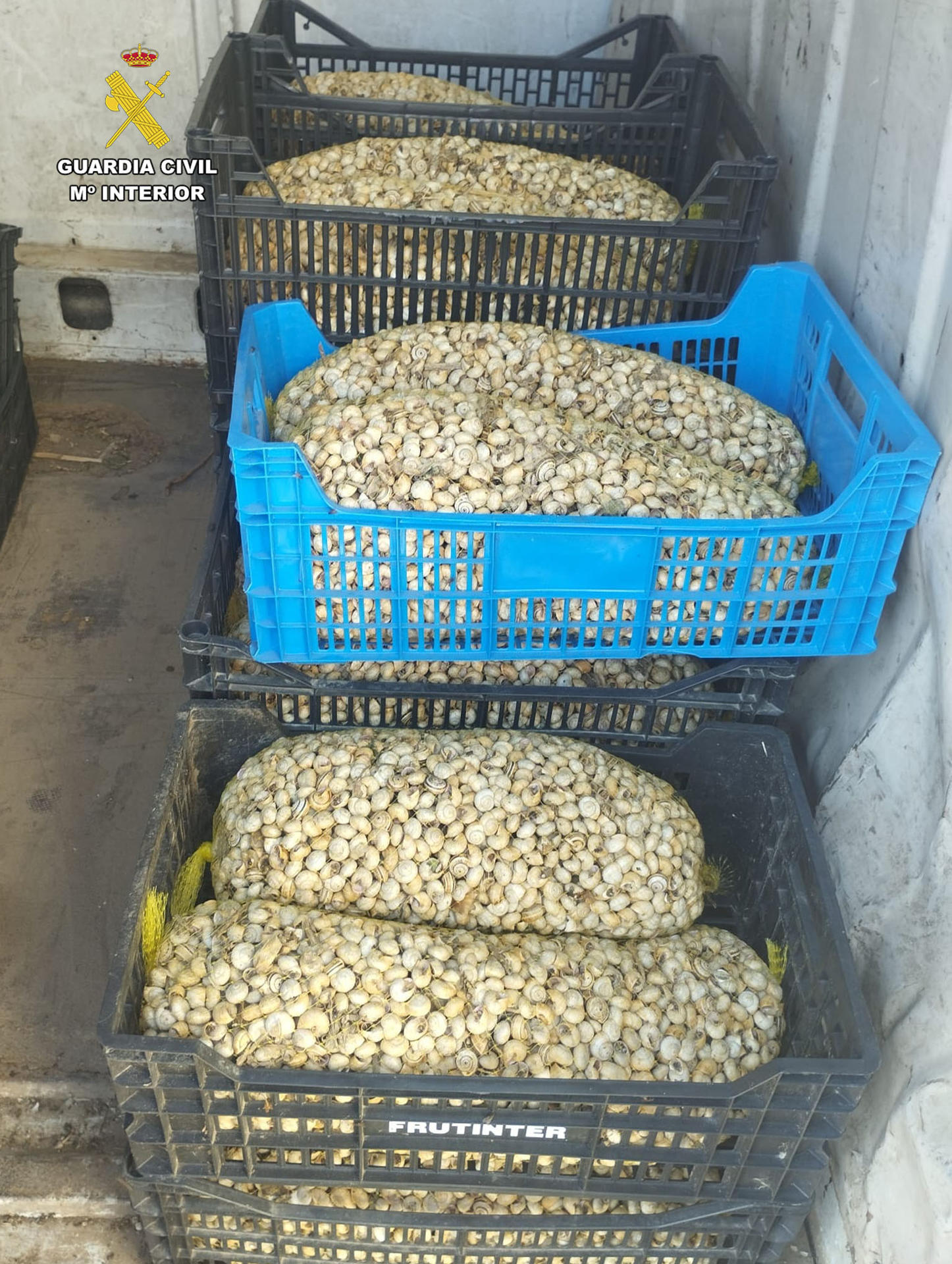 La Guardia Civil en La Rioja ha intervenido 430 kilos de caracoles y caracolas silvestres, que iban a ser transportados hasta la provincia de Albacete para su venta ilegal, un cargamento que carecía de cualquier tipo de control sanitario, lo que suponía un grave riesgo para la salud pública y que conlleva una multa que puede oscilar entre 401 y 600 euros. EFE/Guardia Civil // SOLO USO EDITORIAL/SOLO DISPONIBLE PARA ILUSTRAR LA NOTICIA QUE ACOMPAÑA (CRÉDITO OBLIGATORIO)