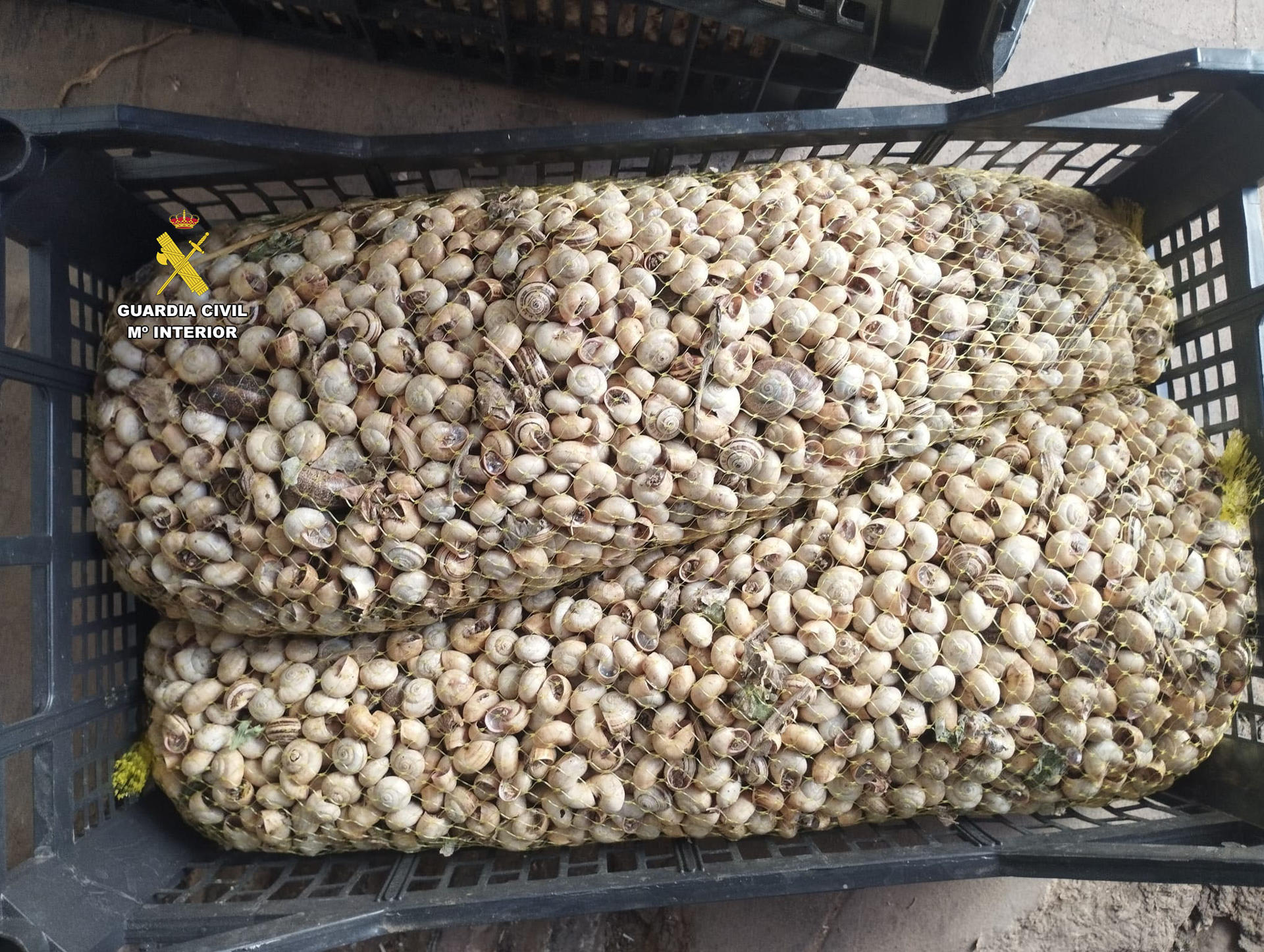 La Guardia Civil en La Rioja ha intervenido 430 kilos de caracoles y caracolas silvestres, que iban a ser transportados hasta la provincia de Albacete para su venta ilegal, un cargamento que carecía de cualquier tipo de control sanitario, lo que suponía un grave riesgo para la salud pública y que conlleva una multa que puede oscilar entre 401 y 600 euros. EFE/Guardia Civil // SOLO USO EDITORIAL/SOLO DISPONIBLE PARA ILUSTRAR LA NOTICIA QUE ACOMPAÑA (CRÉDITO OBLIGATORIO)