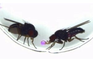 Una imagen muestra cómo los machos de una especie de mosca de la fruta, 'Drosophila subobscura', regurgitan comida y se la ofrecen como regalo a las hembras durante el cortejo. Crédito: Ryoya Tanaka, Universidad de Nagoya, 2025