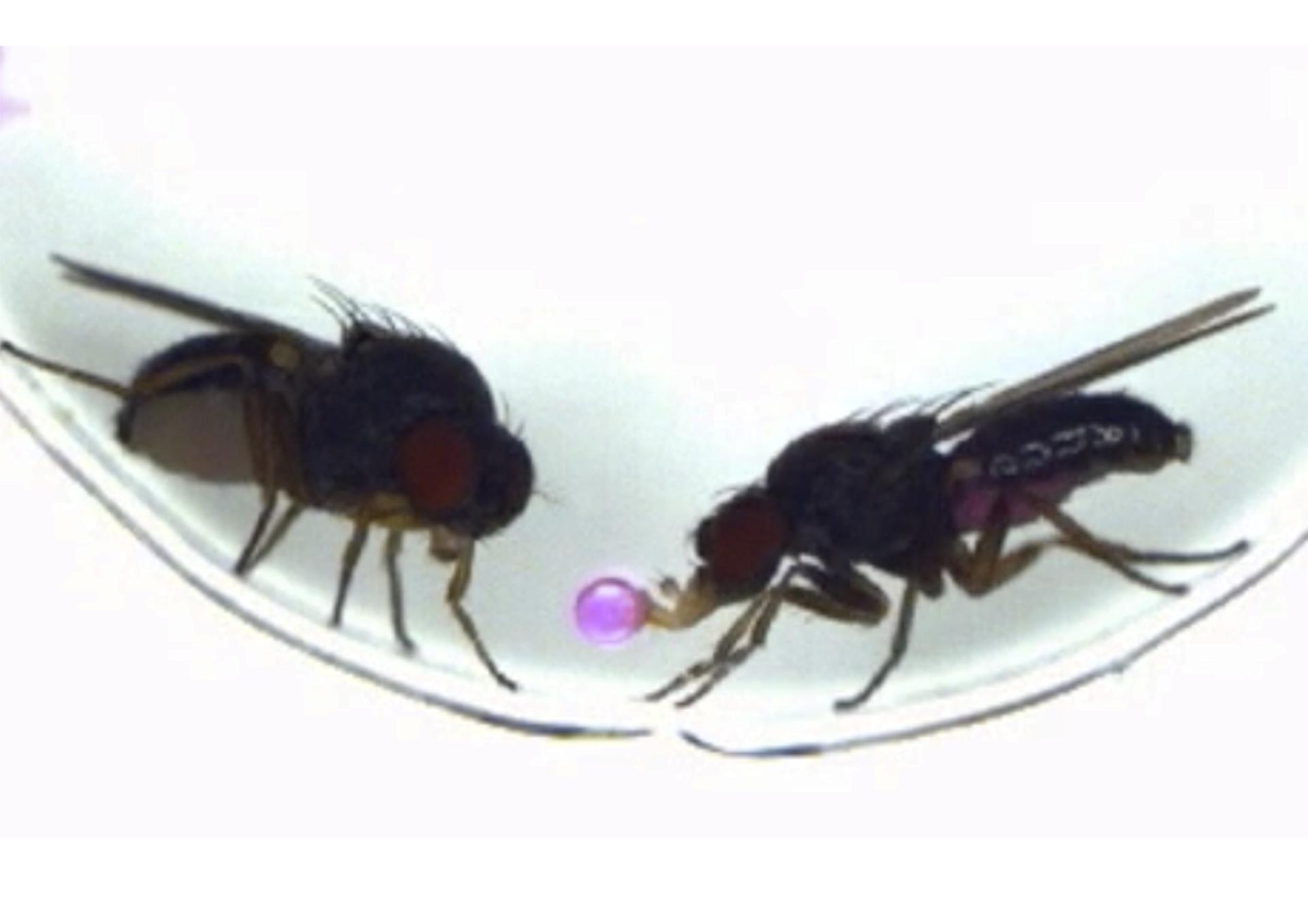 Una imagen muestra cómo los machos de una especie de mosca de la fruta, 'Drosophila subobscura', regurgitan comida y se la ofrecen como regalo a las hembras durante el cortejo. Crédito: Ryoya Tanaka, Universidad de Nagoya, 2025