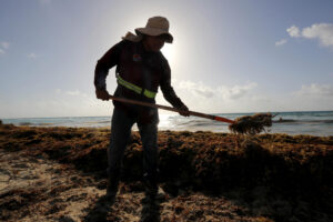 Una persona retira el sargazo en una playa en Cancún (México). Imagen de archivo. EFE/ Alonso Cupul