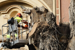 Un operario del Ayuntamiento de Sevilla corta con una motosierra el tronco seco del gigantesco ficus de la iglesia de San Jacinto, en Triana, Sevilla. EFE/ Jose Manuel Vidal