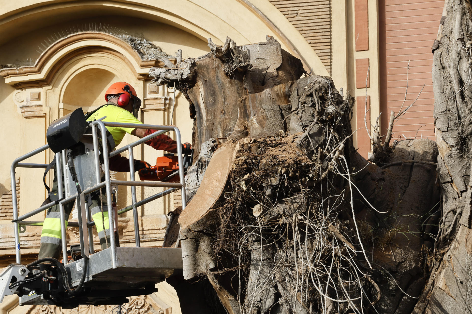 Un operario del Ayuntamiento de Sevilla corta con una motosierra el tronco seco del gigantesco ficus de la iglesia de San Jacinto, en Triana, Sevilla. EFE/ Jose Manuel Vidal