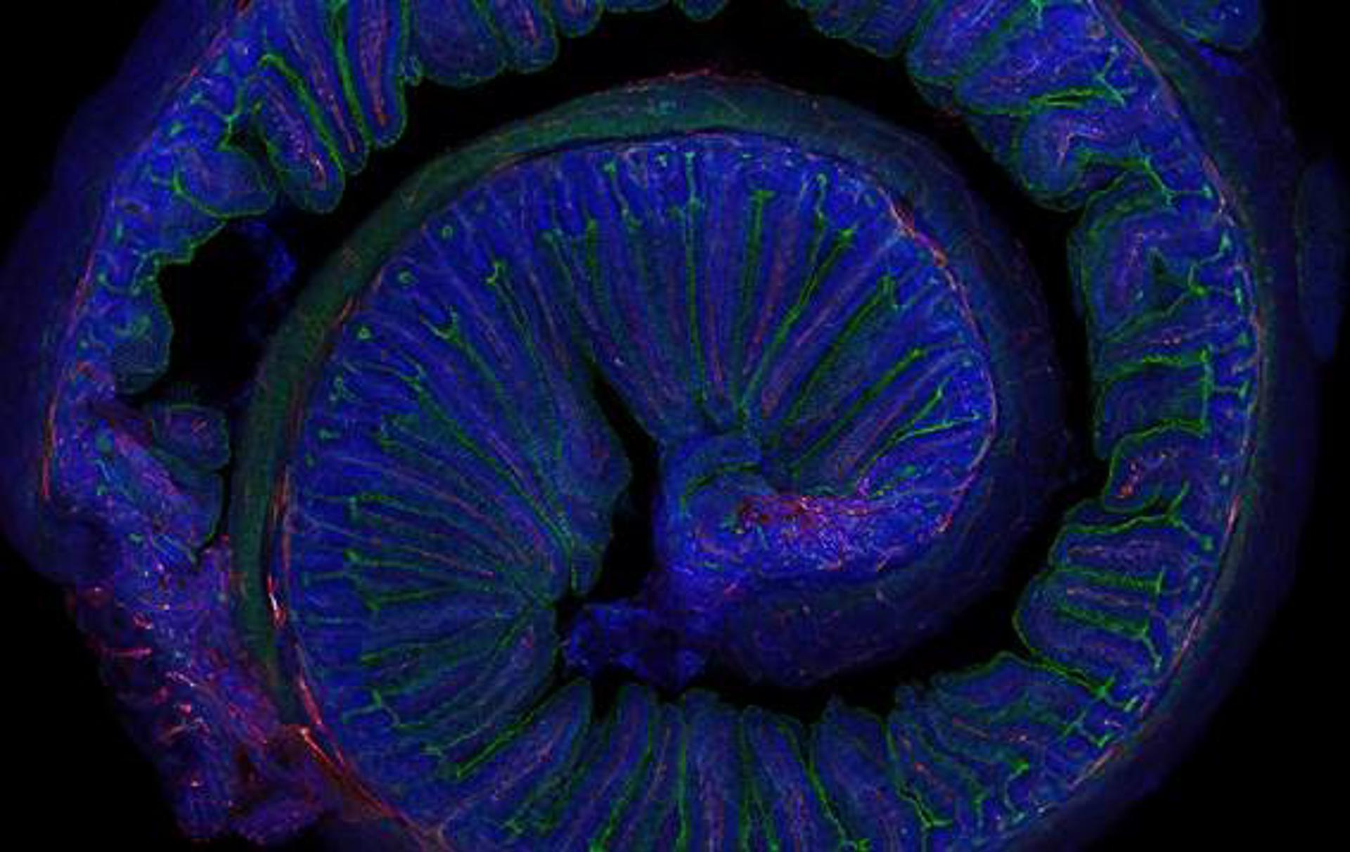 Microfotografía del intestino de un ratón adulto. / Elisa Cintado y José Luis Trejo