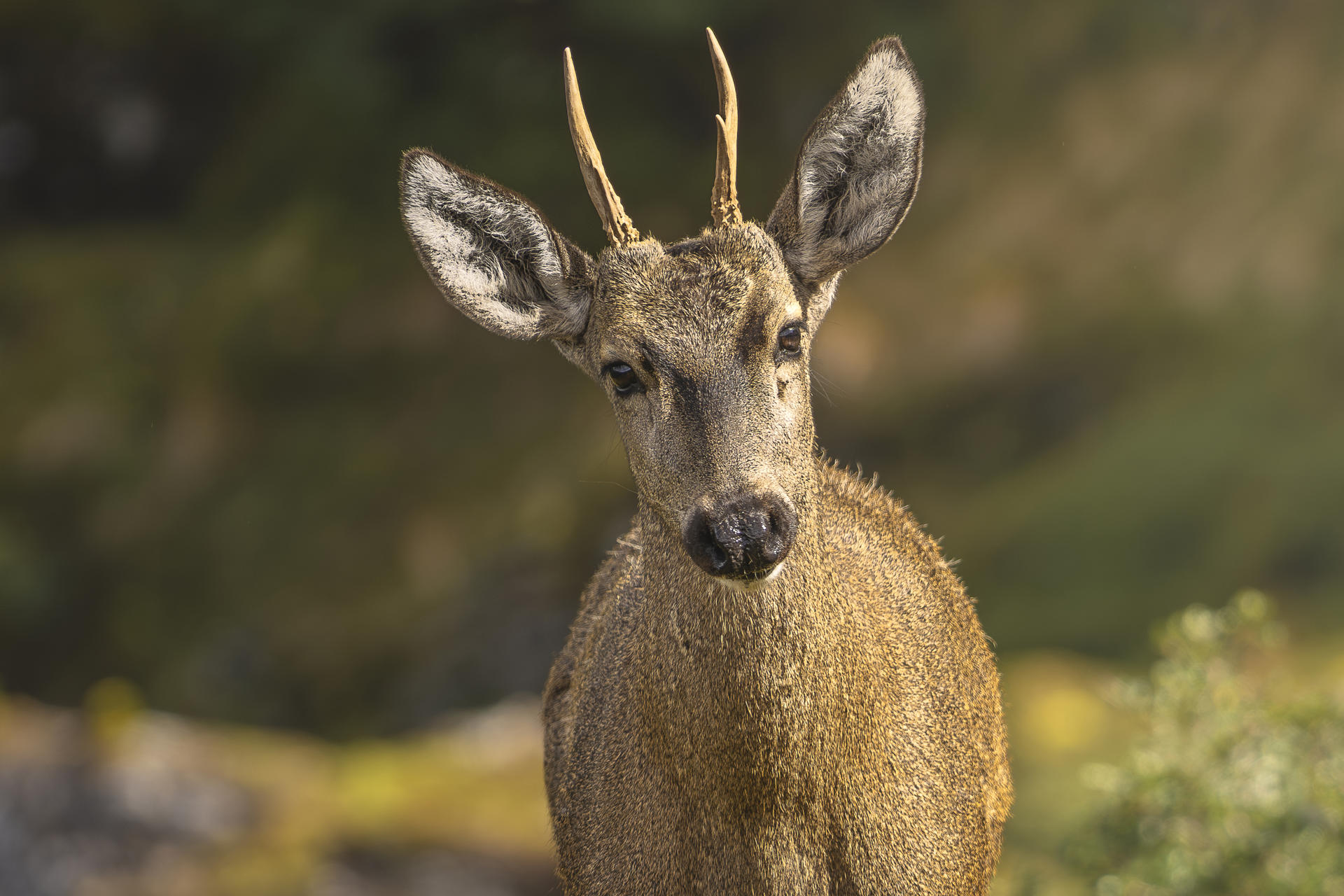 Fotografía del 8 de febrero 2025 cedida por la fundación Rewilding Chile donde aparece un huemul en Cabo Froward, Magallanes (Chile). EFE/ Fundación Rewilding