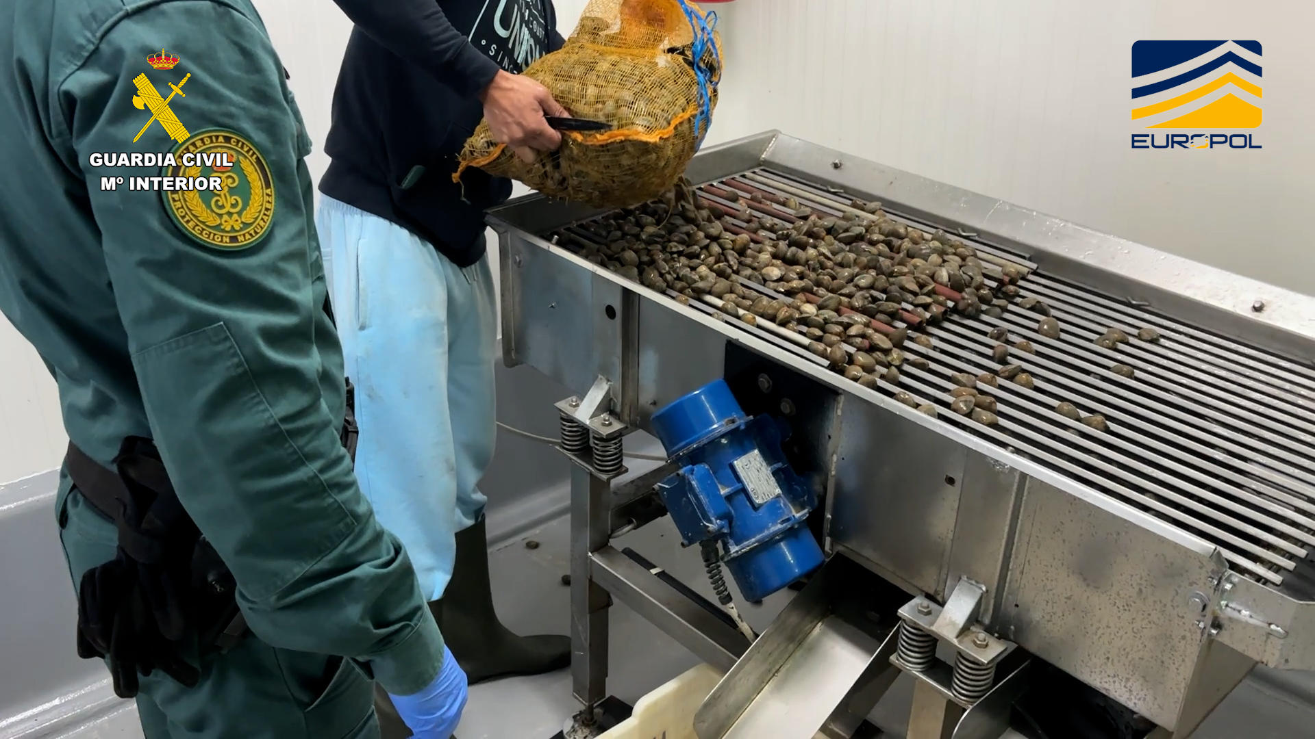 La Guardia Civil, en la operación Clams desarrollada en la provincia de Huelva, ha detenido a ocho personas e investigado a otras tres, pertenecientes a un grupo criminal dedicado a comercializar moluscos bivalvos no aptos para el consumo humano, principalmente almeja japónica, los cuales eran recolectados en zonas prohibidas (contaminadas) o cerradas en Portugal y ha intervenido cerca 7.000 kilos de bivalvos con documentación falsificada. EFE/Guardia Civil //SOLO USO EDITORIAL/SOLO DISPONIBLE PARA ILUSTRAR LA NOTICIA QUE ACOMPAÑA (CRÉDITO OBLIGATORIO)//