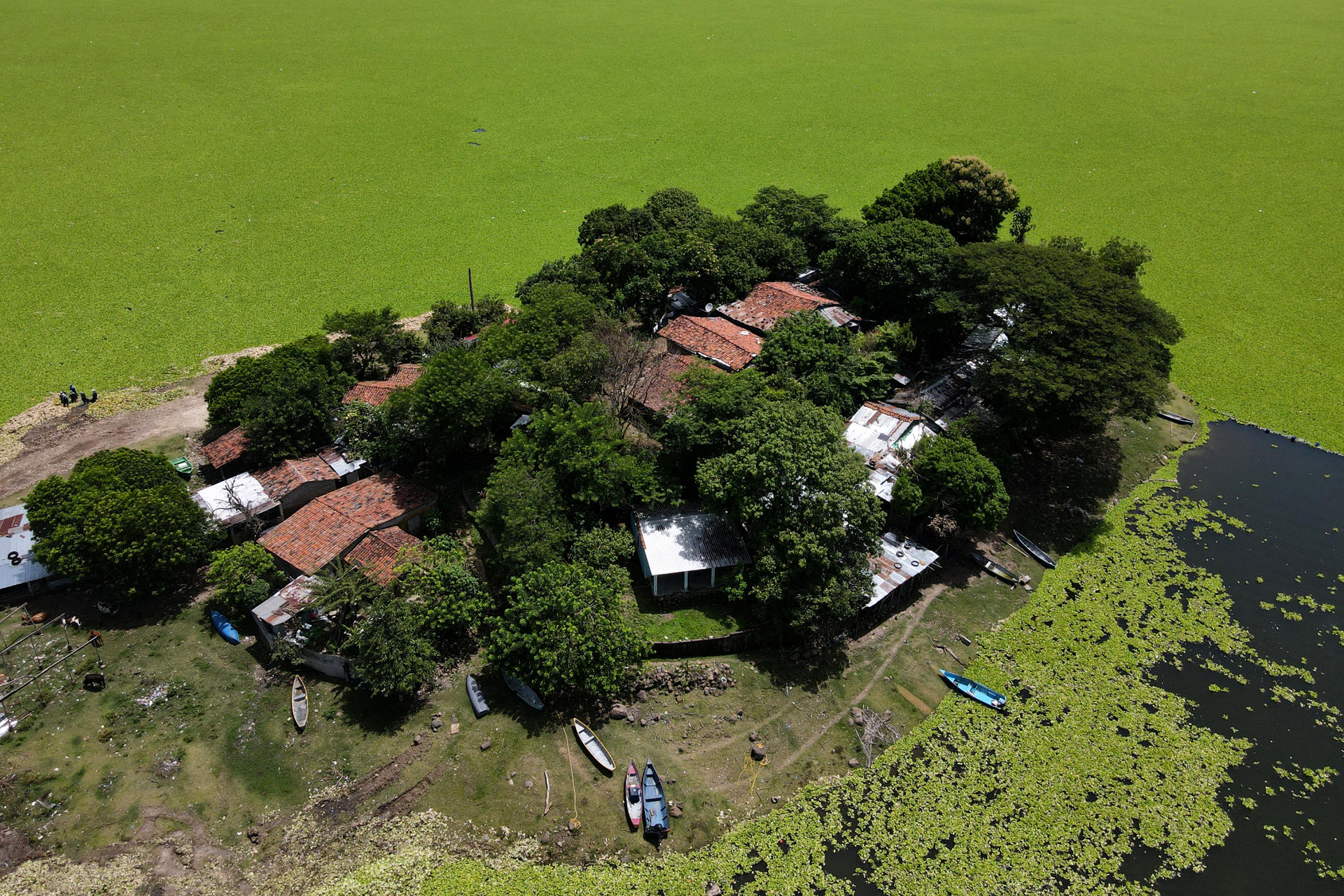 Fotografía aérea que muestra el lago Suchitlán afectado por la planta acuática Pistia Stratiotes este jueves, en Cuscatlán (El Salvador). EFE/ Vladimir Chicas
