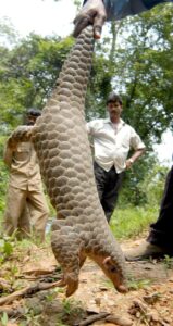 En la imagen de archivo, un hombre libera un pangolín (oso hormiguero escamoso) en la reserva forestal del parque zoológico de Guwahati, noreste de la India. EFE