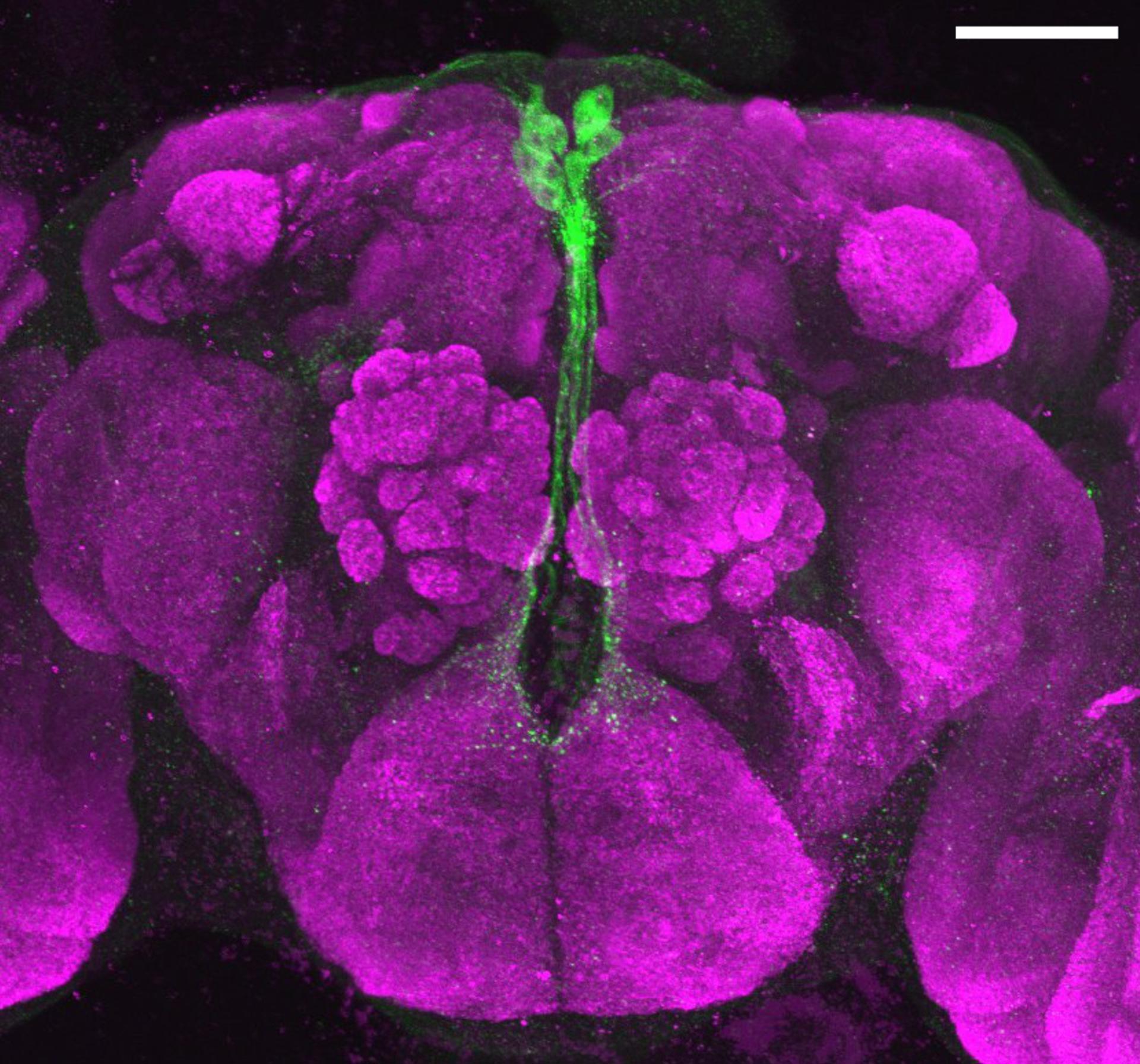 Los investigadores identificaron entre 16 y 18 neuronas productoras de insulina en la especie 'Drosophila subobscura' que se activan en el cortejo. Cuando activaron esas neuronas en la especie 'D. melanogaster', que de por sí no las tiene, sus especímenes desarrollaron nuevas conexiones neuronales y tuvieron un comportamiento de cortejo mediante el intercambio de regalos por primera vez visto en esta especie. Crédito: Ryoya Tanaka, Universidad de Nagoya, 2025
