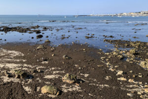 El alga asiática invasora 'Rugulopteryx okamurae' en la Praia das Moitas, en el municipio de Cascis (Portugal). EFE/ Carlota Ciudad