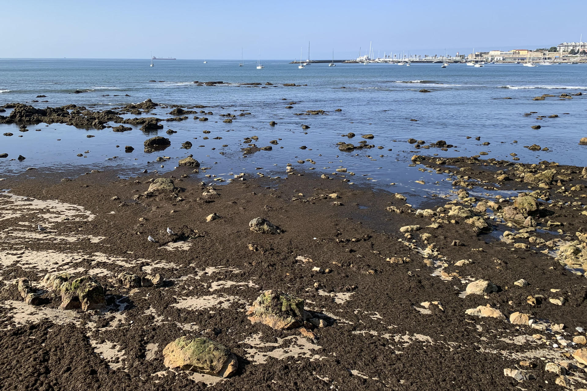 El alga asiática invasora 'Rugulopteryx okamurae' en la Praia das Moitas, en el municipio de Cascis (Portugal). EFE/ Carlota Ciudad