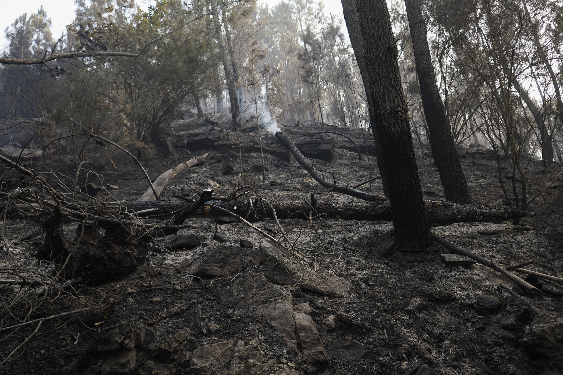 Área boscosa calcinada por el incendio de la parroquia de A Cova (Lugo) que afecta a unas 50 hectáreas y está prácticamente bajo control. EFE/ Eliseo Trigo
