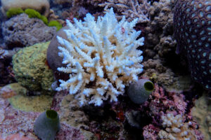 AME7940. GRAN BARRERA DE CORAL (AUSTRALIA), 05/08/2025.- Fotografía sin fecha específica cedida por el Instituto Australiano de Ciencia Marina de un coral en la Gran Barrera de Coral (Australia).  La Gran Barrera de Coral, con una extensión de unos 2.300 kilómetros y ubicada al este de Australia, sufre su mayor declive coralino desde que hay registros en 1986, indicaron este miércoles en un informe científicos australianos. EFE/ Instituto Australiano de Ciencia Marina /SOLO USO EDITORIAL/NO VENTAS/SOLO DISPONIBLE PARA ILUSTRAR LA NOTICIA QUE ACOMPAÑA (CRÉDITO OBLIGATORIO)