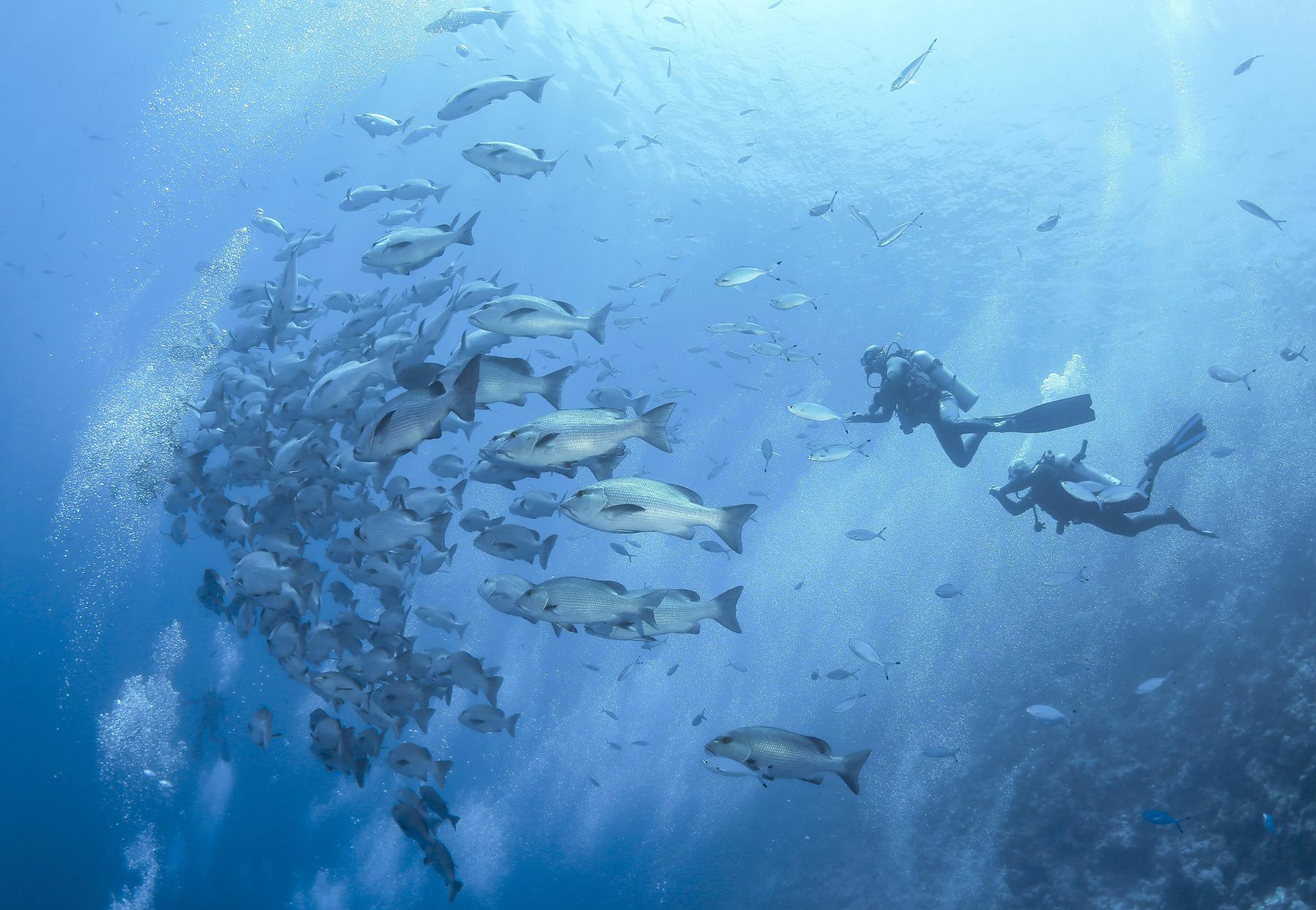 En la imagen de archivo, unos submarinistas bucean junto a un banco de peces en el Mar Rojo, cerca de la costa de Sharm el-Sheij, Egipto. EFE/EPA/SERGEY DOLZHENKO