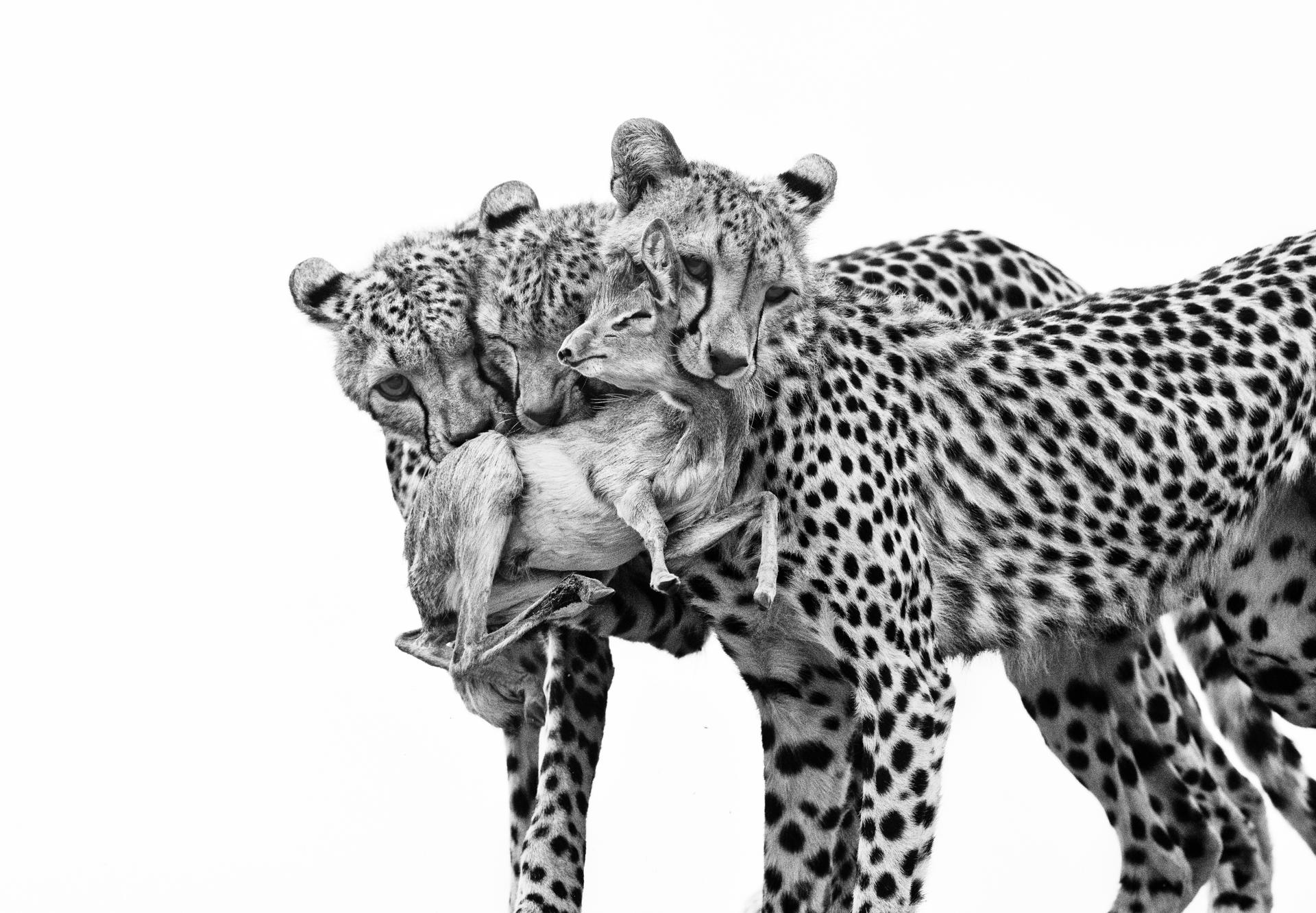 Una obra de la fotógrafa española Marina Cano fue incluida este miércoles entre las 100 candidaturas preseleccionadas al premio Wildlife Photographer of the Year 2025, anunció el Museo de Historia Natural de Londres en un comunicado. 'Lecciones Mortales', de la artista cántabra, retrata a tres cachorros de guepardo que sujetan un antílope como presa mientras practican la caza en la Reserva Nacional de Samburu (Kenia) y está entre las 16 obras "altamente recomendadas" por los miembros del jurado del galardón dadas a conocer hoy. EFE/ Marina Cano/Wildlife Photographer of the Year/SÓLO USO EDITORIAL/SÓLO DISPONIBLE PARA ILUSTRAR LA NOTICIA QUE ACOMPAÑA (CRÉDITO OBLIGATORIO)