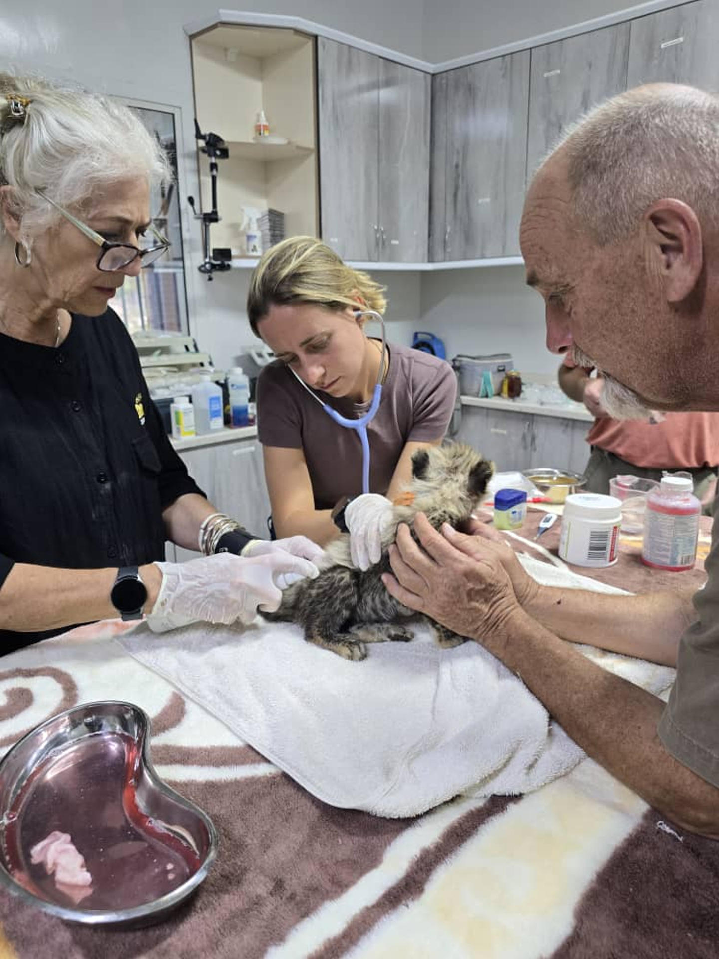 Diez crías de guepardo fueron rescatadas en estado de desnutrición en la región secesionista somalí de Somalilandia, epicentro del tráfico de estos animales desde el Cuerno de África hasta los países del golfo Pérsico. EFE/Fondo de Conservación del Guepardo (CCF)  *****SOLO USO EDITORIAL/SOLO DISPONIBLE PARA ILUSTRAR LA NOTICIA QUE ACOMPAÑA (CRÉDITO OBLIGATORIO) *****

