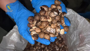 La Guardia Civil en La Rioja ha intervenido 430 kilos de caracoles y caracolas silvestres, que iban a ser transportados hasta la provincia de Albacete para su venta ilegal, un cargamento que carecía de cualquier tipo de control sanitario, lo que suponía un grave riesgo para la salud pública y que conlleva una multa que puede oscilar entre 401 y 600 euros. EFE/Guardia Civil // SOLO USO EDITORIAL/SOLO DISPONIBLE PARA ILUSTRAR LA NOTICIA QUE ACOMPAÑA (CRÉDITO OBLIGATORIO)
