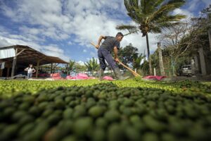 Fotografía de un hombre trabaja en el proceso de maduración del café. EFE/Gustavo Amador