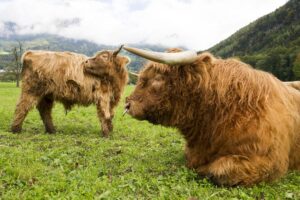En la imagen de archivo, dos vacas highland, de las Tierras Altas de Escocia, pastan frente a los picos de Mythen en Schwyz, Suiza. EFE/Sigi Tischler