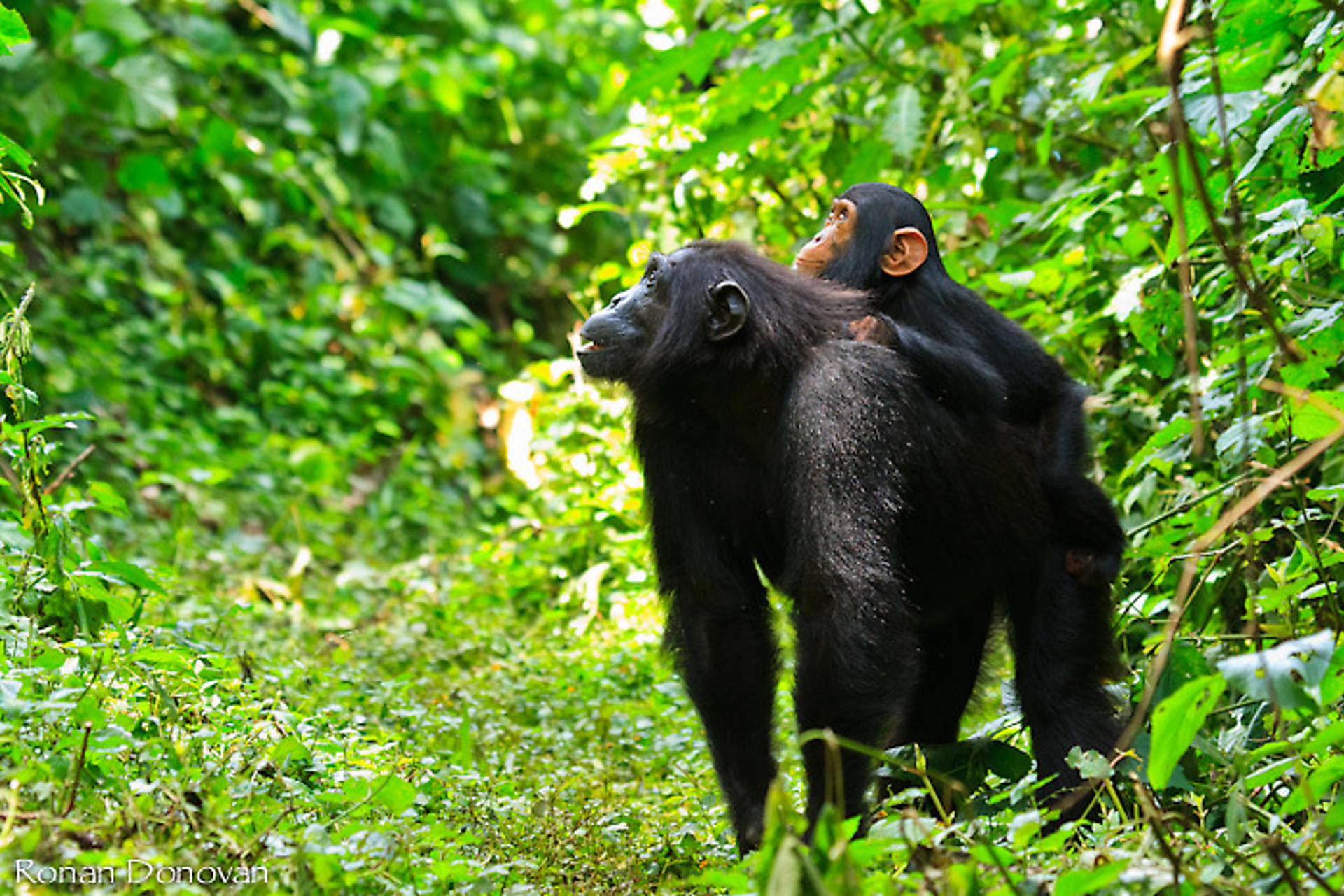 Una madre chimpancé vocaliza mientras su cría la observa. Parque Nacional de Kibale, en Uganda. Crédito: Ray Donovan