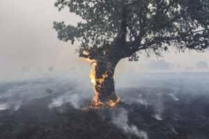 Un árbol arde en el incendio forestal en las proximidades de Cipérez (Salamanca). EFE/JM GARCIA