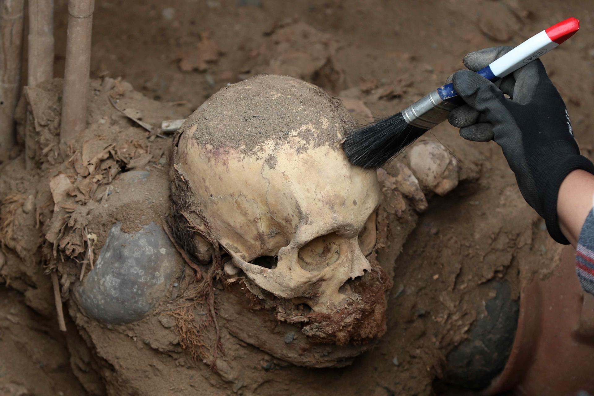 Detalle de un cráneo humano que hace parte de un entierro prehispánico de más de mil años de antigüedad, correspondiente a la cultura preincaica Chancay, hallado en medio de las obras de instalación de tuberías de gas en el norte de Lima (Perú). EFE/Paolo Aguilar