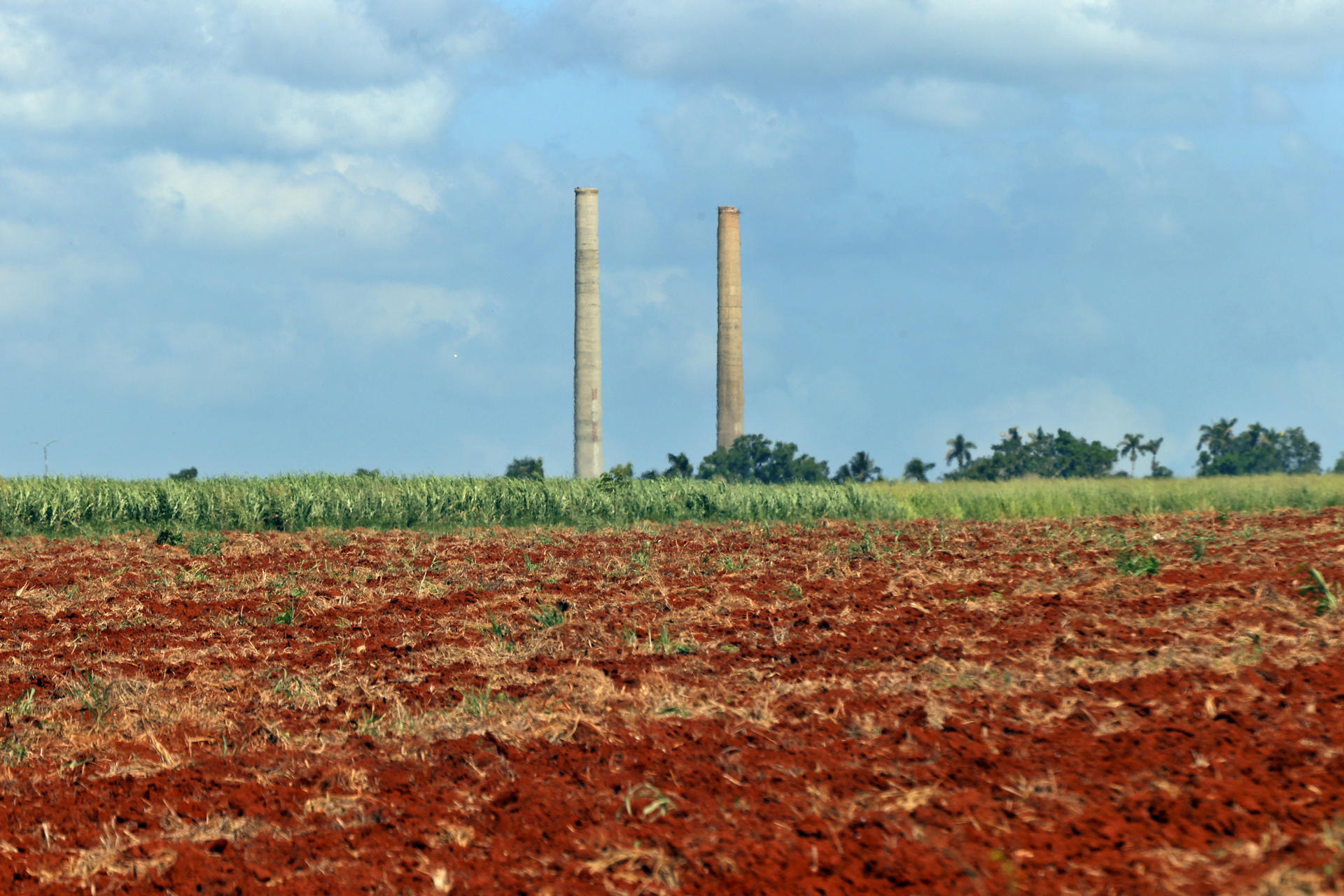 Fotografía de una plantación de caña de azúcar este miércoles, en la provincia de Artemisa (Cuba). EFE/ Ernesto Mastrascusa
