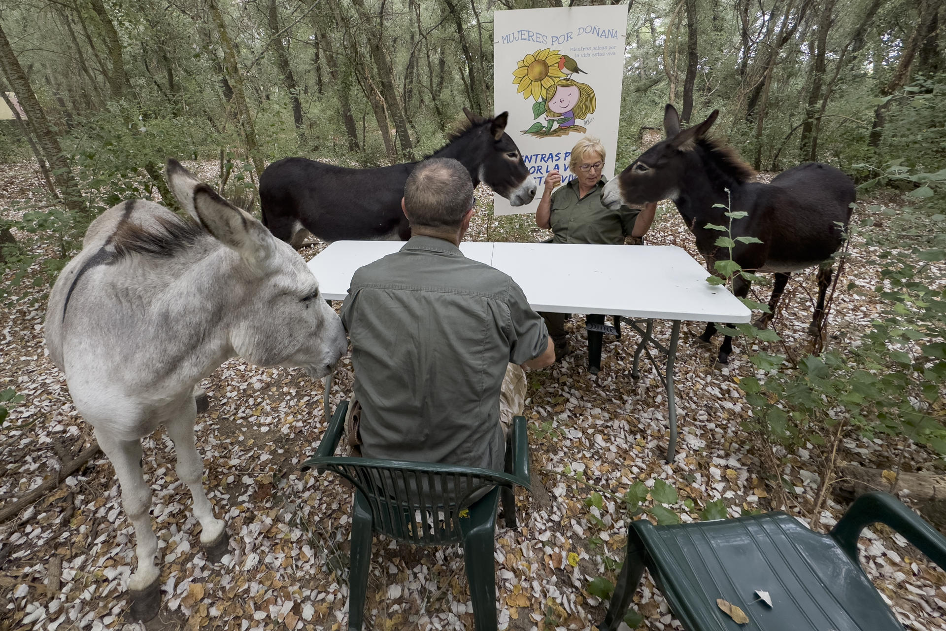 El batallón de 'burros bomberos' de Doñana es un grupo de 18 animales cuya labor preventiva, el desbroce cortafuegos en el entorno del espacio natural, planifica la asociación 'El Burrito Feliz' (EBF), demostrando desde hace 12 años que es clave para evitar incendios como los que han asolado varias regiones españolas. El cuartel general de estos asnos está en Hinojos (Huelva). Desde allí al llegar la primavera y hasta entrado el otoño, parten a diario a las zonas de cortafuegos seleccionadas por la asociación para realizar su labor, que comienza sobre las 7:00 horas, ha explicado a EFE el presidente de EBF, Luis Manuel Bejarano (en la imagen). EFE/David Arjona