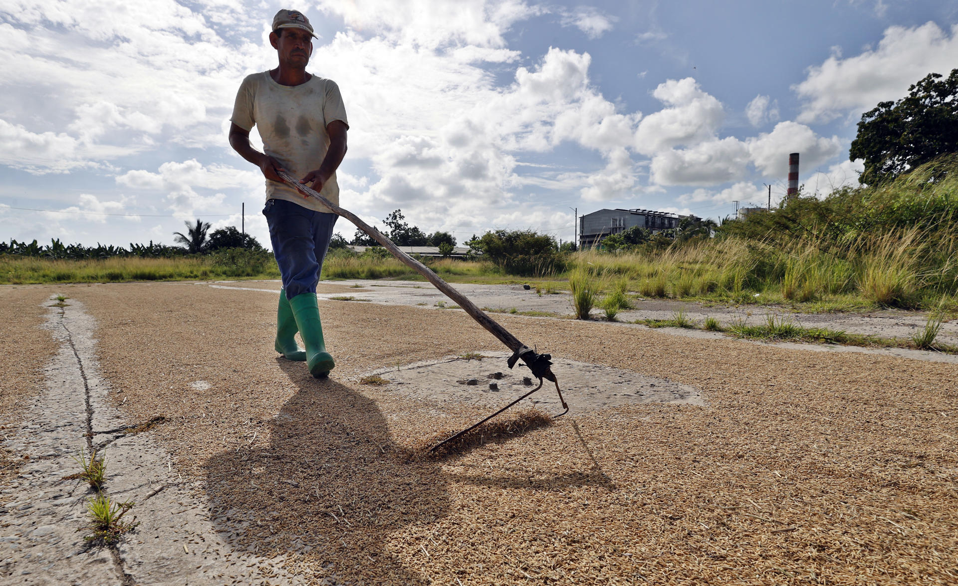 Un hombre trabaja con un rastrillo para sacar arroz en la provincia de Artemisa (Cuba). EFE/ Ernesto Mastrascusa