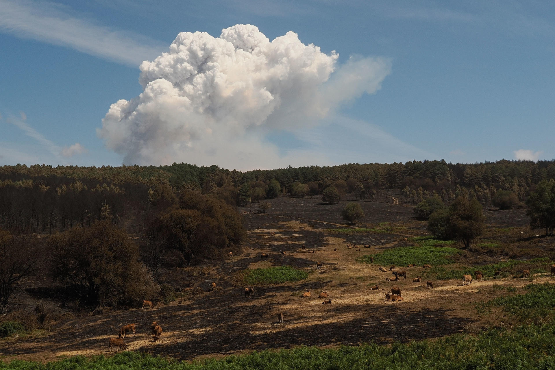 Q Humo procedente del fuego en la parroquia de Bendollo (Quiroga).. EFE/ Eliseo Trigo