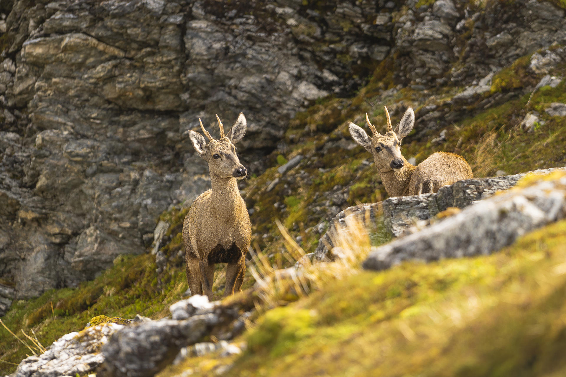Fotografía del 8 de febrero 2025 cedida por la fundación Rewilding Chile donde aparecen huemules en Cabo Froward, Magallanes (Chile). EFE/ Fundación Rewilding
