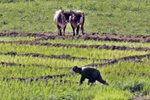 Un hombre trabaja en la siembra de cultivos de arroz en la provincia de Artemisa (Cuba). EFE/ Ernesto Mastrascusa