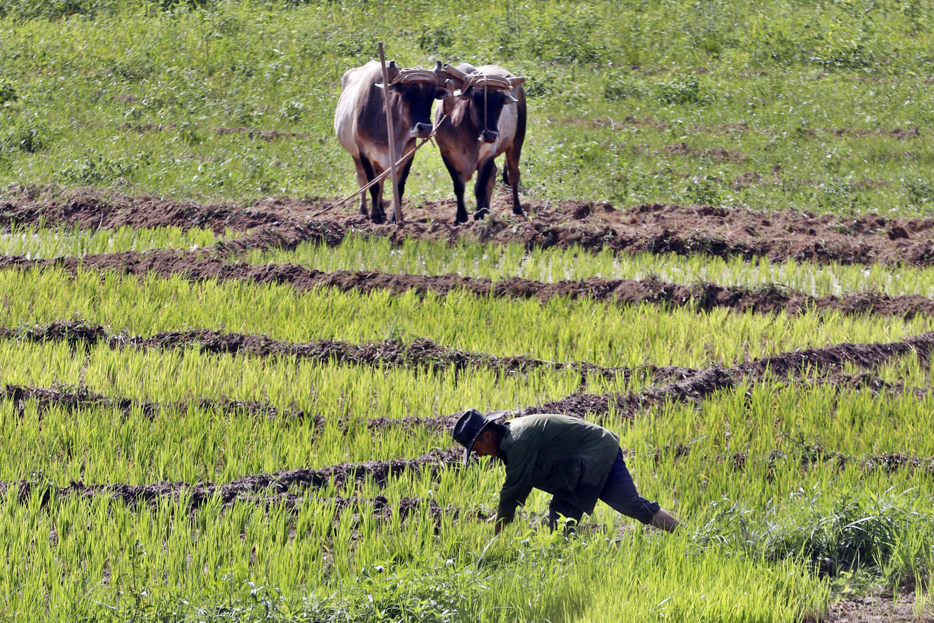 Un hombre trabaja en la siembra de cultivos de arroz en la provincia de Artemisa (Cuba). EFE/ Ernesto Mastrascusa