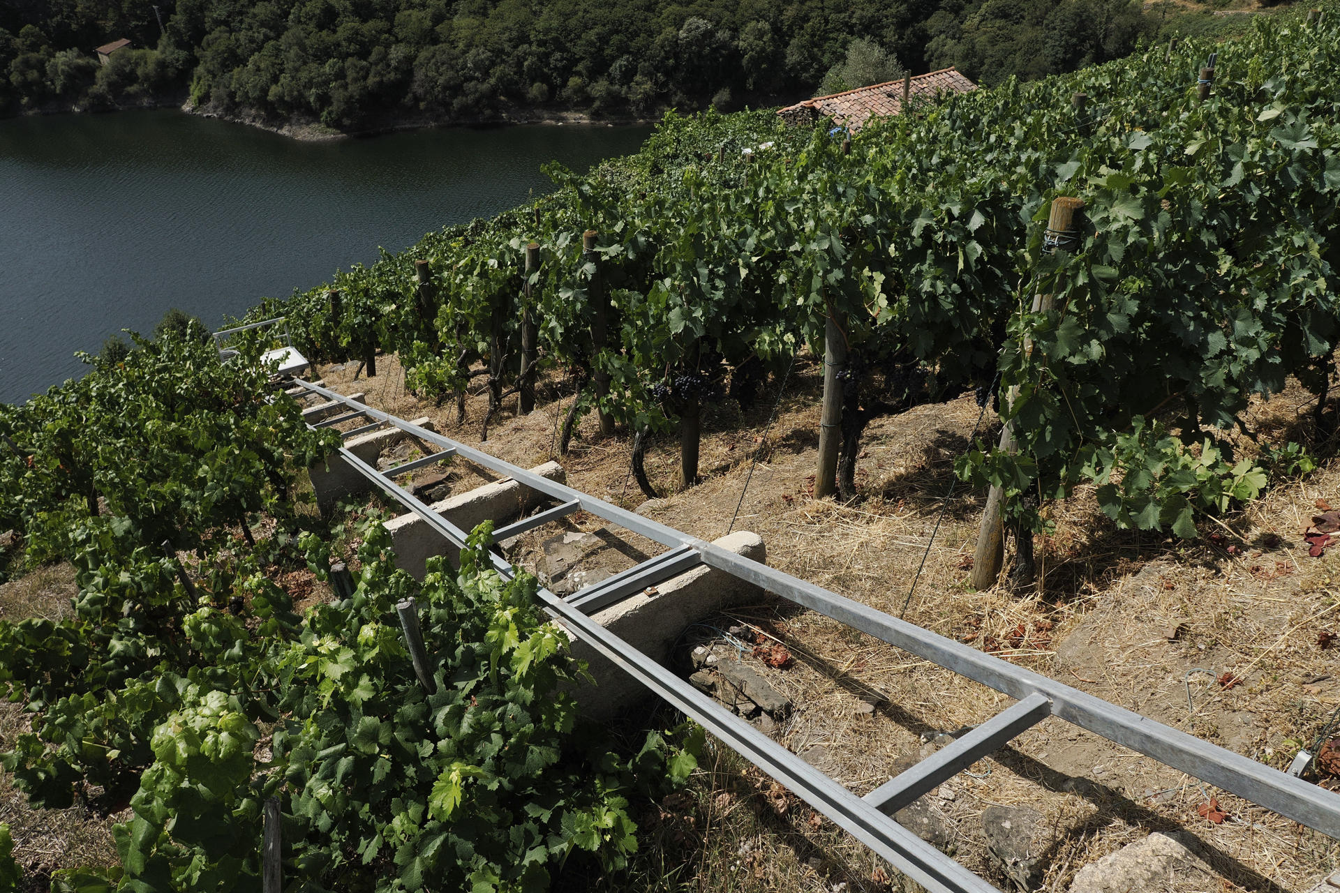 La vendimia se acerca en Galicia y, con ella, un problema que se ha agudizado en los últimos años: encontrar trabajadores para poder desarrollar la campaña. En la imagen viñedos en Castro Canda, en la Ribeira Sacra. EFE/Eliseo Trigo